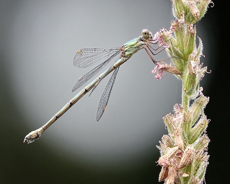 emerald damselfly